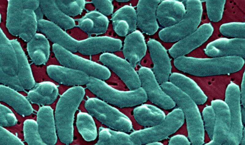 Four dead as Vibrio vulnificus cases rise in Florida after Hurricane Helene