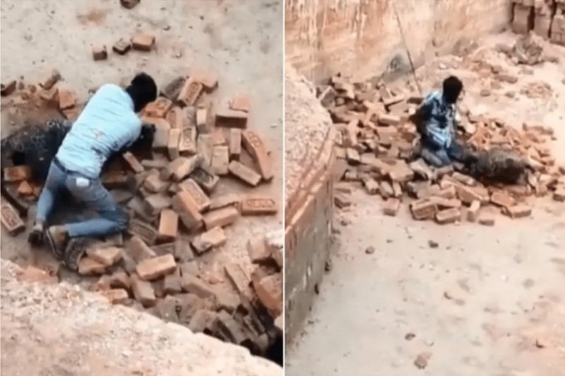 Indian construction worker takes on leopard bare-handed in wild street brawl -  VIDEO 