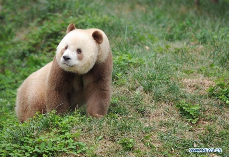 Rare brown giant panda spotted in China's Shaanxi 