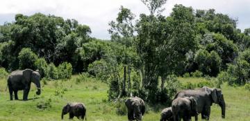 Elephant kills two female tourists in Zambia -  VIDEO 