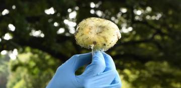 Erin Patterson found guilty of mushroom murders in Australia