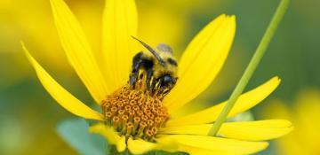 Three hospitalized after bee attack in Southern France