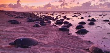 Green sea turtle nesting site found at South China Sea reef 