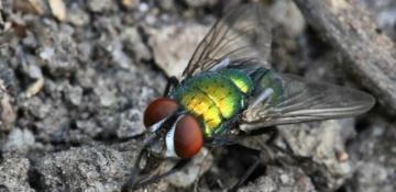 U.S. to airdrop sterile flies over Texas border