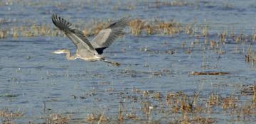 World faces up to $39 trillion economic loss from vanishing Wetlands