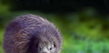 Rare 'kiwi' spotted in New Zealand for first time in 50 years 