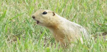 Ground squirrels overrun North Dakota city, frustrating officials