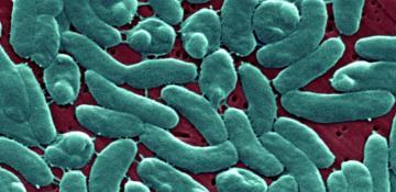 Four dead as Vibrio vulnificus cases rise in Florida after Hurricane Helene