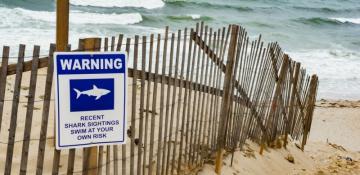 Majorca Beach evacuated after elderly swimmer attacked by savage fish