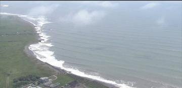 At least 4 whales wash ashore in Japan after 8.8 earthquake -  VIDEO 