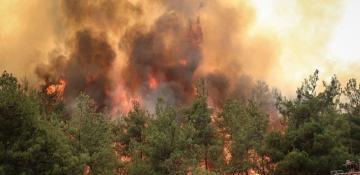 Türkiye launches investigation into forest fires that killed 11 people 