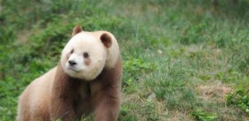 Rare brown giant panda spotted in China's Shaanxi 