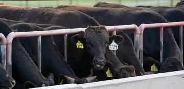 Australia relaxes curbs on US beef that angered Trump 