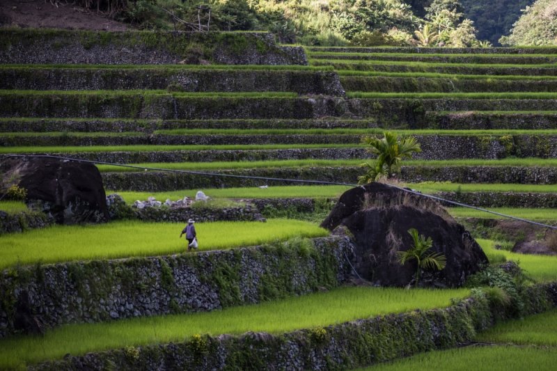 Top rice buyer Philippines suspends imports for 60 days