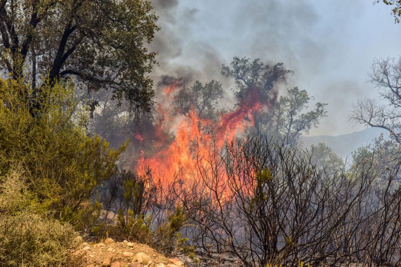 Forest fire breaks out in northern Morocco amid heatwave