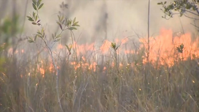 Everglades wildfire spreads to 1,600 acres -  VIDEO 