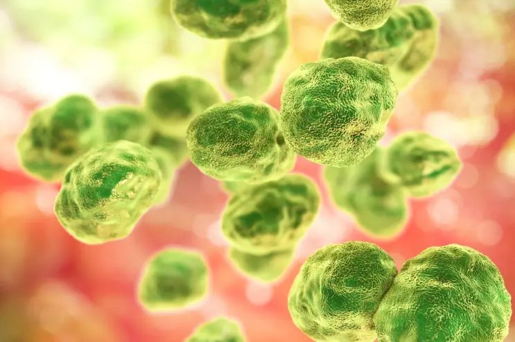 Taiwan records first domestic 'rabbit fever' case since 2022