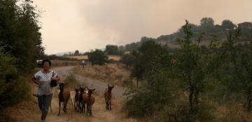 Albanian volunteers struggle to save burned livestock as wildfires ease