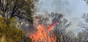 Forest fire breaks out in northern Morocco amid heatwave