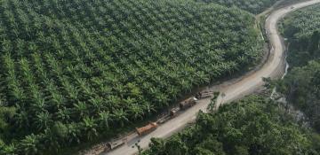 WTO panel sides with Indonesia in biodiesel dispute with EU 