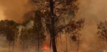 Fourth fatality reported as Portugal’s wildfires continue to rage