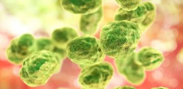 Taiwan records first domestic 'rabbit fever' case since 2022