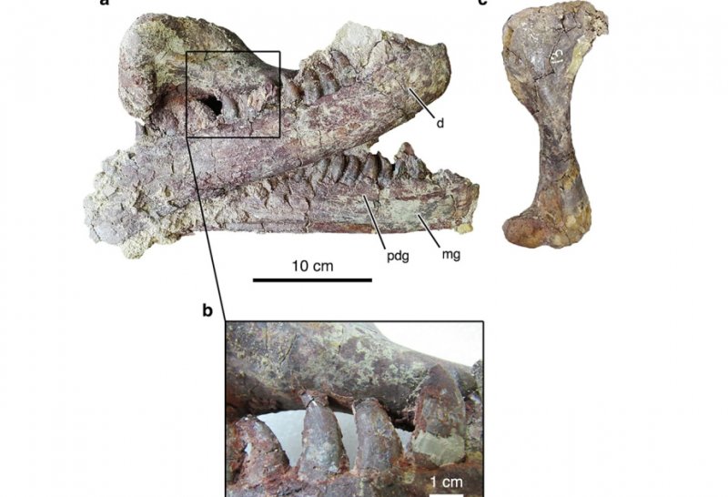 Gigantic Megaraptor with ‘hedge trimmer’ claws found in Argentina, crocodile leg still in its jaws