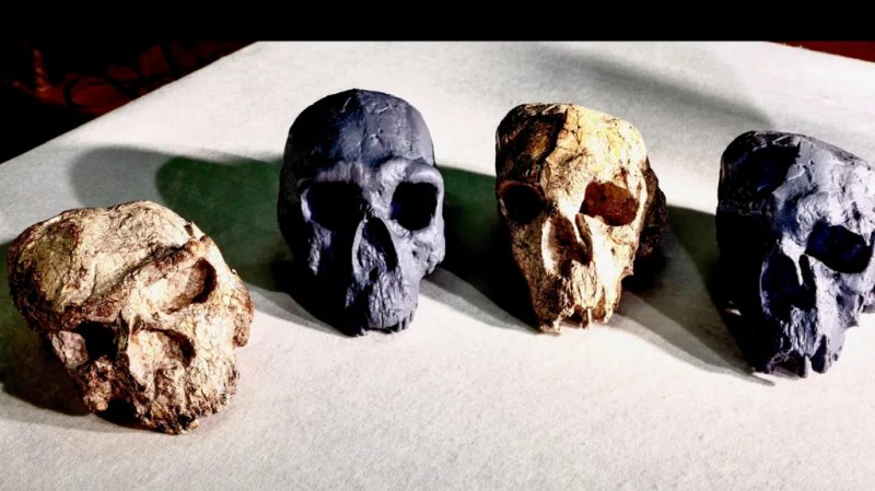 Million-year-old skull discovery in China challenges timeline of human evolution