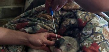 Australia approves world’s first koala chlamydia vaccine