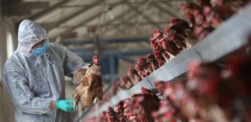 Philippines halts poultry imports from Argentina over bird flu outbreak