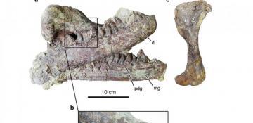 Gigantic Megaraptor with ‘hedge trimmer’ claws found in Argentina, crocodile leg still in its jaws