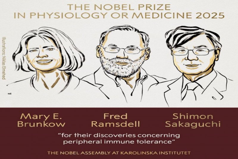 Brunkow, Ramsdell and Sakaguchi win 2025 Nobel medicine prize 