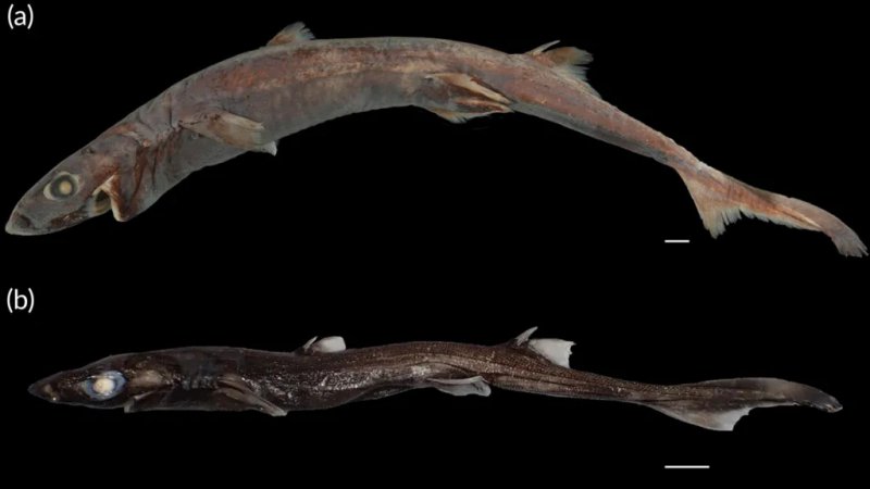 News about - Australian scientists discover almond-sized crab and tiny lantern shark