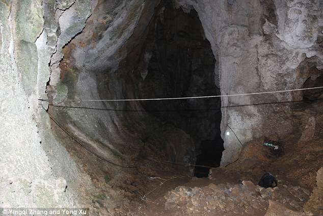 52 giant panda fossils found in Asia's longest cave 