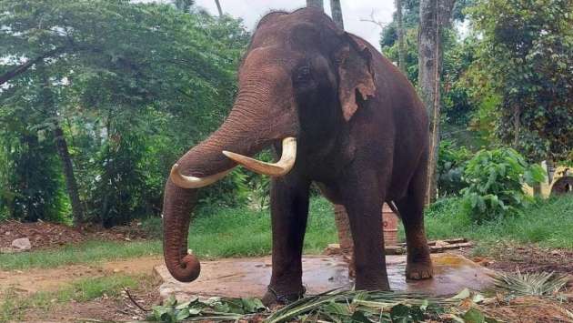 Sri Lanka appoints veterinary committee to examine elephants 