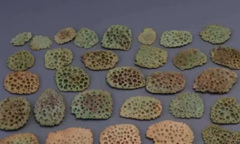 Bronze age animal remains reveal ancient trade networks in China 