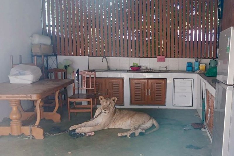 Boy hospitalized in Thailand following attack by escaped lion