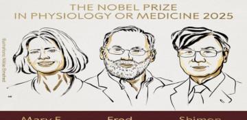 Brunkow, Ramsdell and Sakaguchi win 2025 Nobel medicine prize 