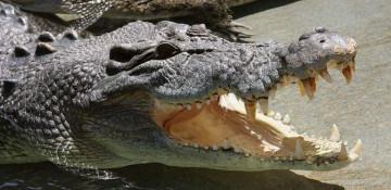 Crocodile eats a man in Philippines 
