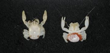 Australian scientists discover almond-sized crab and tiny lantern shark