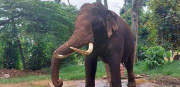 Sri Lanka appoints veterinary committee to examine elephants 