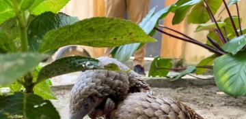 Nigeria passes tougher law to combat wildlife trafficking 