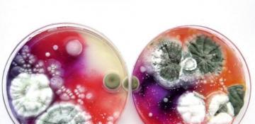 Scientists have proposed using mold to treat wounds 