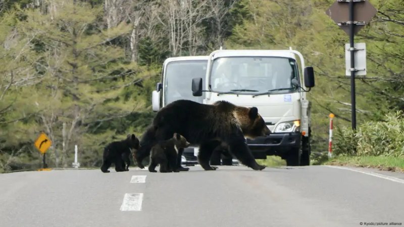 Japan deploys troops as deadly bear attacks surge to record levels 