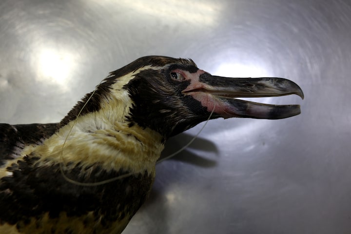 Chile’s Humboldt penguins face sharp decline, scientists warn 