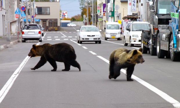 Bear-vehicle collisions in Japan’s Akita hit record high -  VIDEO 