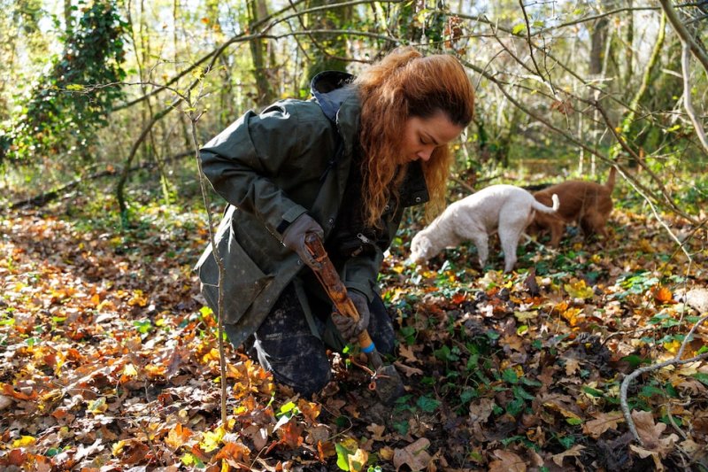 Croatia’s truffle hunters chase one of the World’s most expensive delicacies