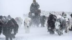 Mongolia issues warning of heavy snow, strong winds 