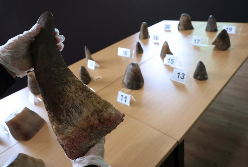 Singapore seizes record 35.7 kg of smuggled Rhino horns from South Africa 