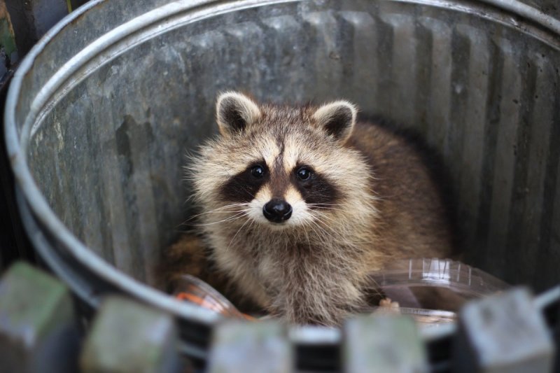 Raccoons showing early signs of domestication, America's next pet 